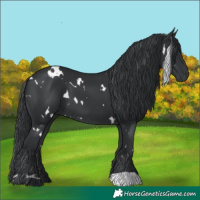 Horse Color:White Spotted Black