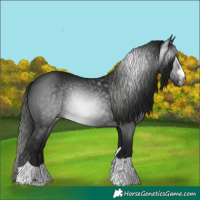 Horse Color:Gray Black Rabicano 