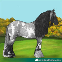 Horse Color:White Spotted Blue Roan Rabicano
