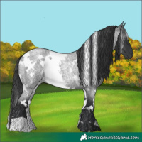 Horse Color:White Spotted Blue Roan Rabicano