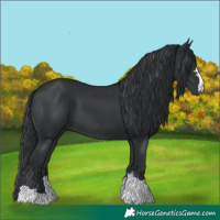 Horse Color:Black 