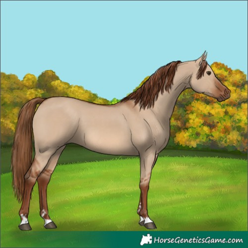Horse Color:Red Dun