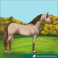 Horse Color:Red Dun 