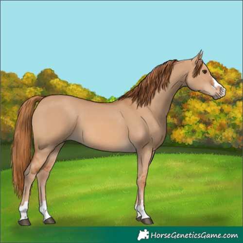 Horse Color:Red Dun 