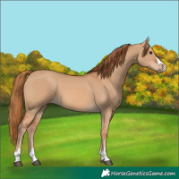 Horse Color:Red Dun