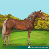 Horse Color:Chestnut 