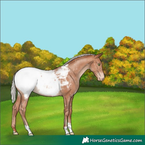 Horse Color:Silver Sable Champagne Snowcap 