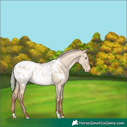 Horse Color:Silver Sable Champagne Dun Appaloosa