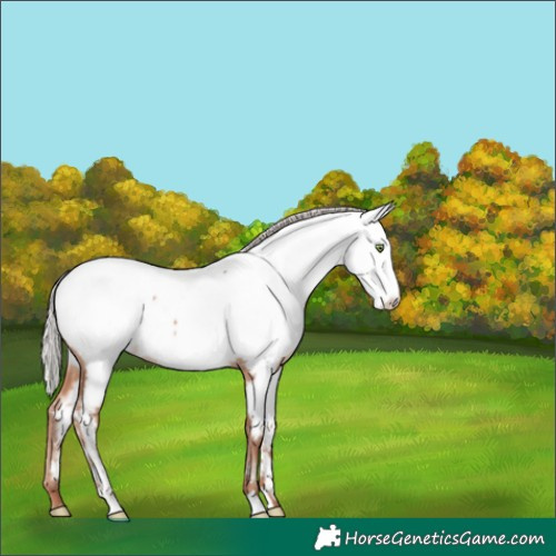 Horse Color:Silver Sable Champagne Near Fewspot 