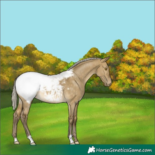 Horse Color:Silver Buckskin Dun Snowcap 