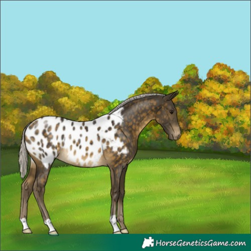 Horse Color:Silver Buckskin Appaloosa 