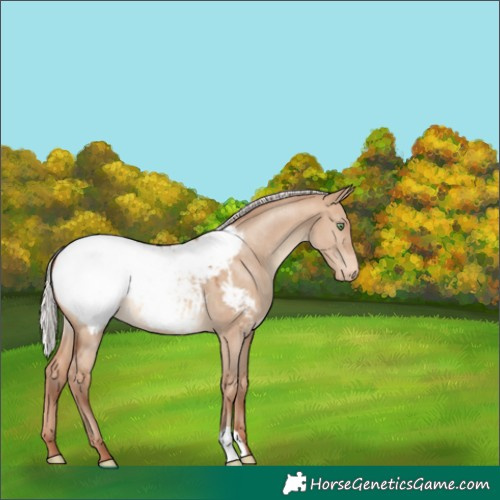 Horse Color:Silver Sable Champagne Dun Snowcap 