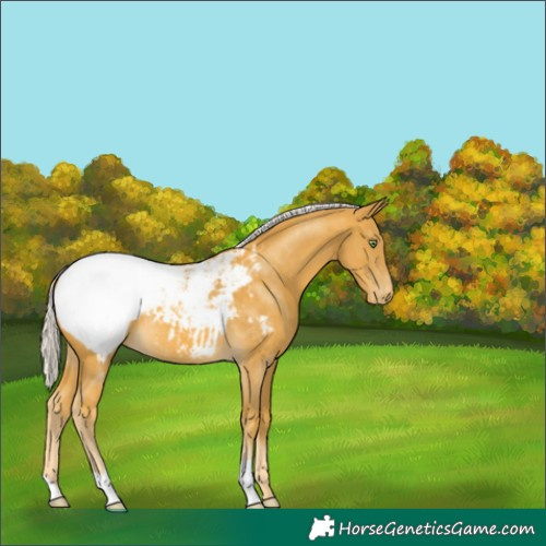 Horse Color:Silver Sable Cream Champagne Snowcap 