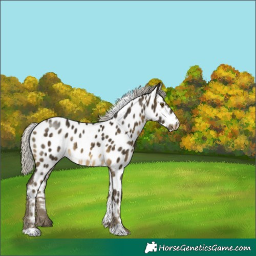 Horse Color:Silver Buckskin Near Leopard 