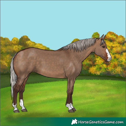 Horse Color:Silver Brown Dun 