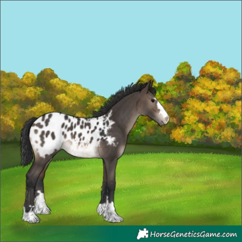 Horse Color:Brown Dun Appaloosa 