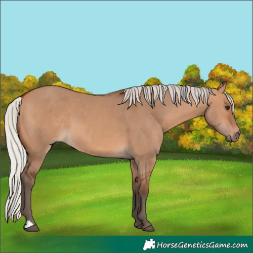 Horse Color:Silver Bay Dun
