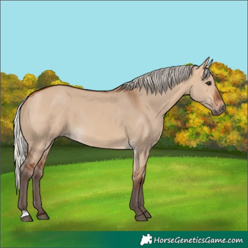 Horse Color:Silver Bay Dun