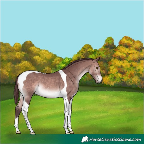 Horse Color:Platinum Chocolate Bay Tobiano 