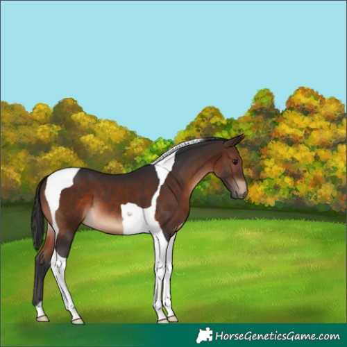 Horse Color:Brown Tobiano 