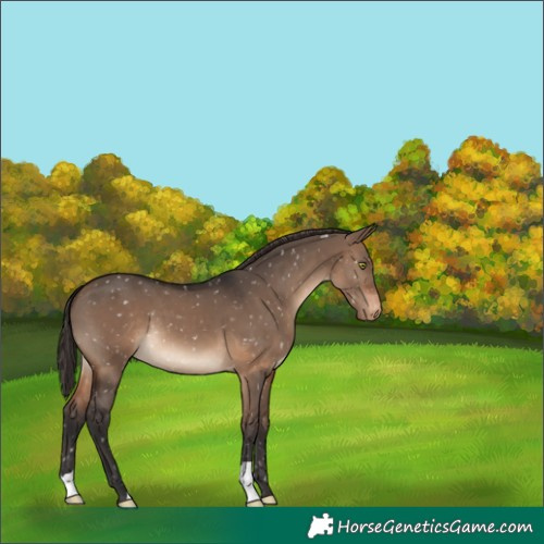 Horse Color:Brown Dun Snowflake Varnish 