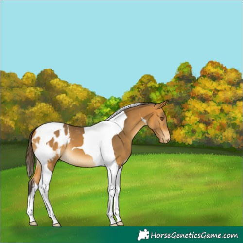 Horse Color:Buckskin Tobiano Blanket 