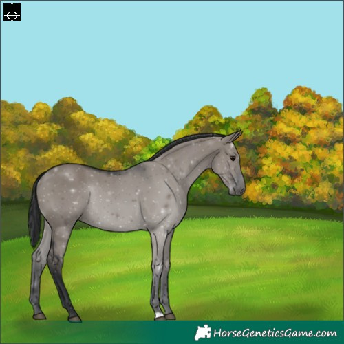 Horse Color:Grullo 