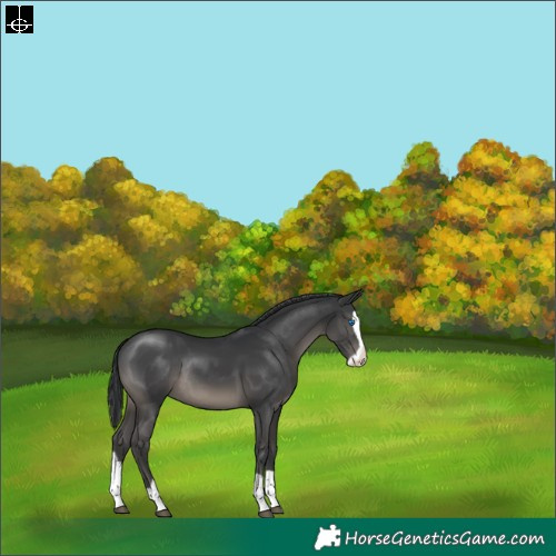 Horse Color:Black Splash Rabicano 