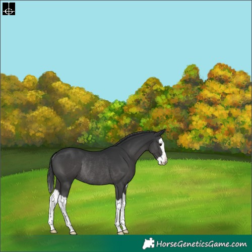 Horse Color:Black Splash Rabicano 