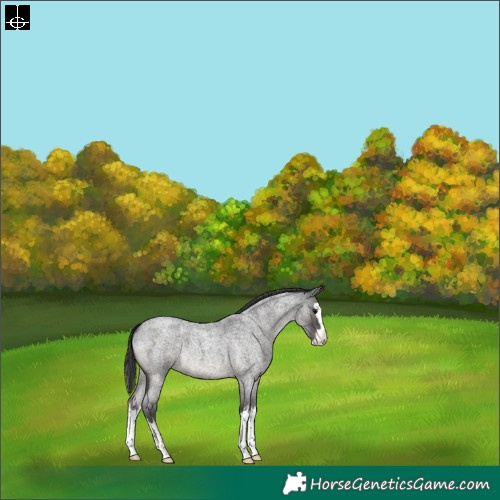Horse Color:Blue Roan Splash 