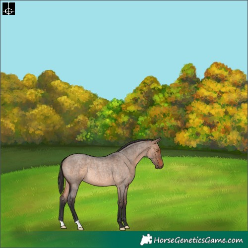 Horse Color:Brown Roan Dun Rabicano 