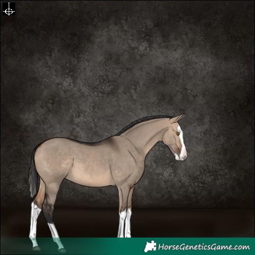 Horse Color:Brown Dun Splash 