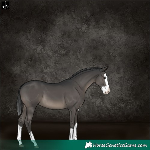Horse Color:Black Splash 