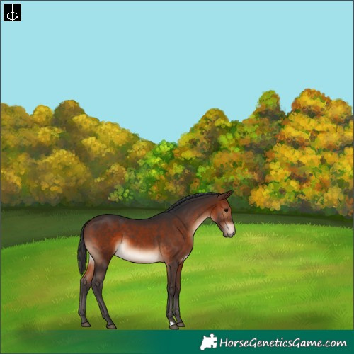 Horse Color:Brown 