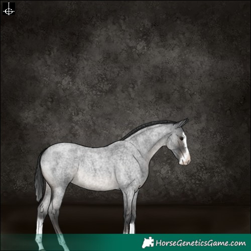Horse Color:Blue Roan Splash Rabicano 