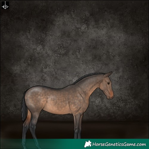 Horse Color:Brown Dun Rabicano 