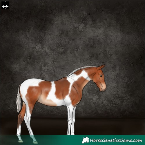 Horse Color:Silver Bay Tobiano 