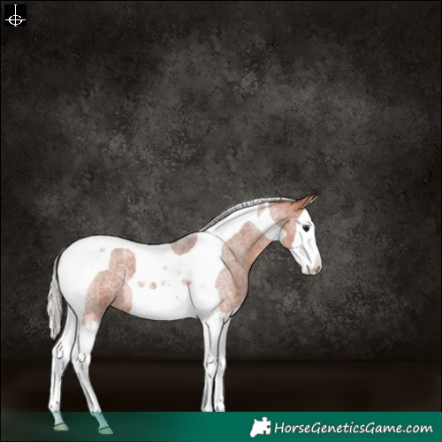 Horse Color:Silver Bay Roan Splash Tobiano 
