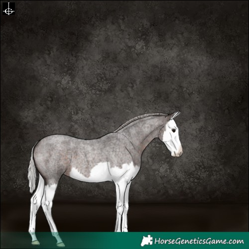 Horse Color:Silver Brown Roan Splash 