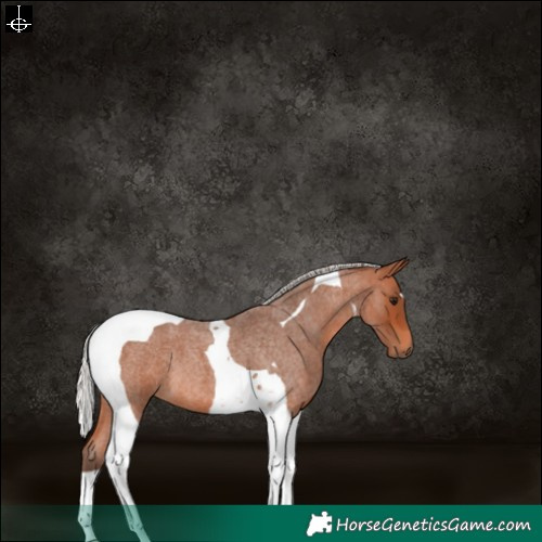Horse Color:Silver Bay Roan Tobiano 
