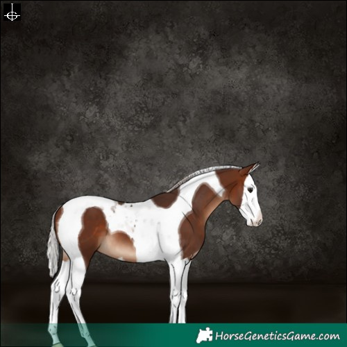 Horse Color:Silver Brown Splash Tobiano 