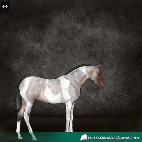 Horse Color:Brown Roan Tobiano 