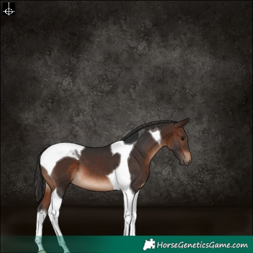 Horse Color:Brown Tobiano 