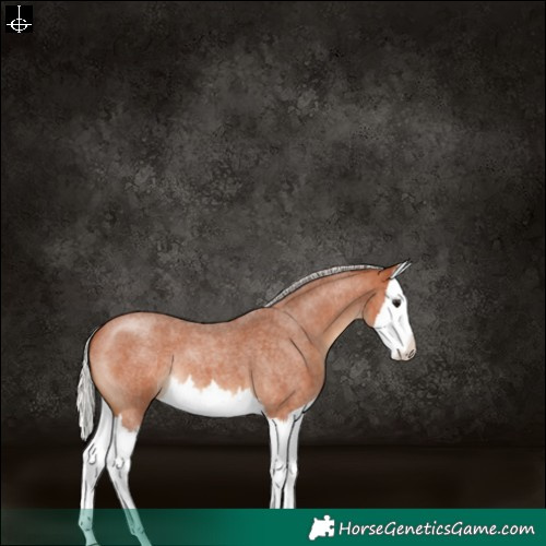 Horse Color:Silver Bay Roan Splash 