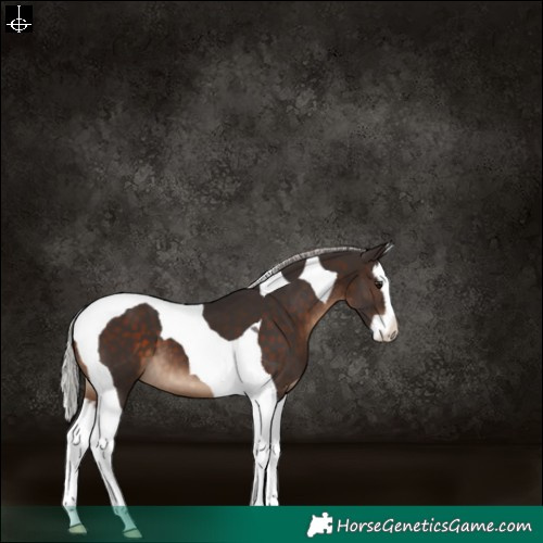 Horse Color:Silver Brown Splash Tobiano 