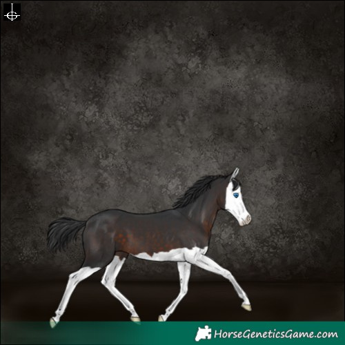 Horse Color:Brown Splash 