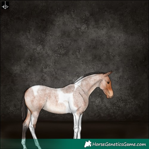 Horse Color:Bay Roan Tobiano 
