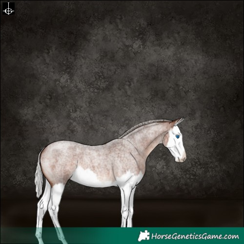 Horse Color:Silver Brown Roan Splash 