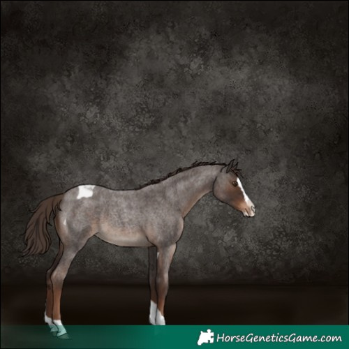 Horse Color:Liver Red Roan Splash Tobiano Rabicano 