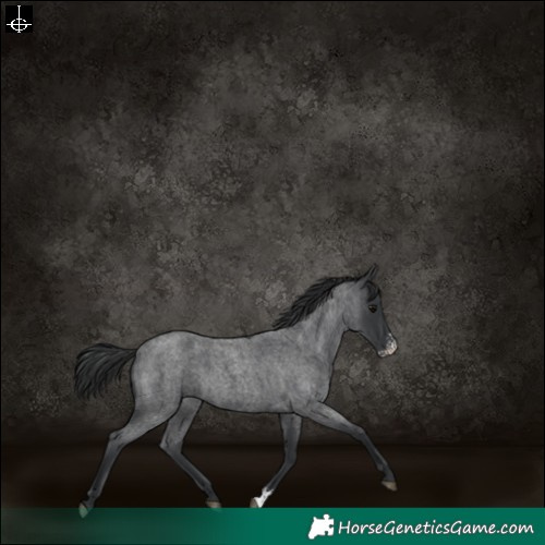 Horse Color:Blue Roan Sabino 